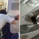 Passengers on 2 International Flights Find Over 100 Cockroaches on Board Planes - WORLD OF BUZZ