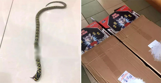 Mother Orders Ultraman Toys From Taobao For Son, Receives 'Surprise Present' Inside - WORLD OF BUZZ