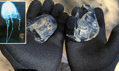 Two Deadly Species of Box Jellyfish Spotted in M'sian Beach, Beach Goers Cautioned - WORLD OF BUZZ