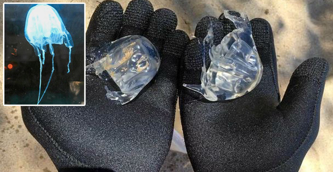 Two Deadly Species of Box Jellyfish Spotted in M'sian Beach, Beach Goers Cautioned - WORLD OF BUZZ