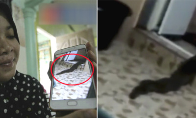Video of Snake Slowly Crawling Out of Toilet in Malaysian House Will Make You Freak Out! - WORLD OF BUZZ