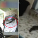 Video of Snake Slowly Crawling Out of Toilet in Malaysian House Will Make You Freak Out! - WORLD OF BUZZ