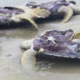 We Need to Talk About the Brutal Poaching of Endangered Turtles in Malaysia - WORLD OF BUZZ 4