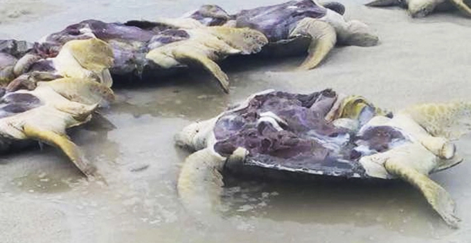 We Need to Talk About the Brutal Poaching of Endangered Turtles in Malaysia - WORLD OF BUZZ 4