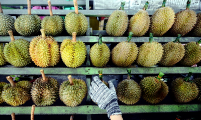 Lawmaker Wants "Durian Discount Cards" for Penangites Due to Increasing Prices - WORLD OF BUZZ 1