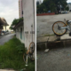 M'sians Outraged Over Photos of Shared Bicycles Badly Vandalised and Abused - WORLD OF BUZZ 7