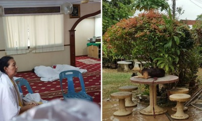 Penang Surau Also Took in Dogs Affected by Floods - WORLD OF BUZZ