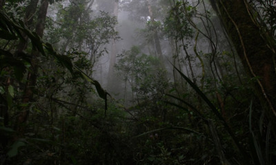 [TEST] 8 Jungle-Related Superstitions Malaysians Have Heard From Their Elders - WORLD OF BUZZ