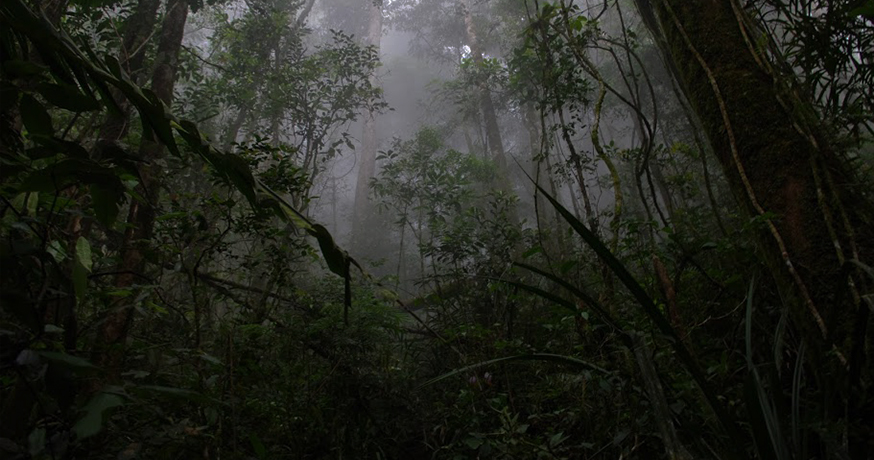 [TEST] 8 Jungle-Related Superstitions Malaysians Have Heard From Their Elders - WORLD OF BUZZ