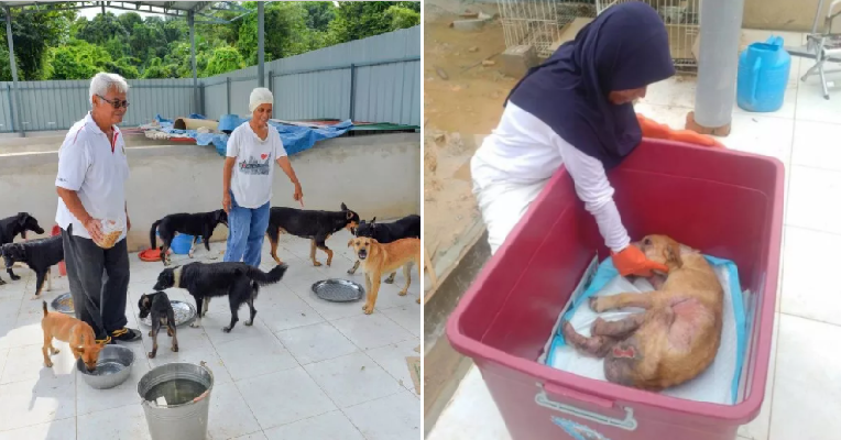 Kind M'sian Saves and Cares for Stray Dogs Although There Are Religious Taboos - WORLD OF BUZZ 4