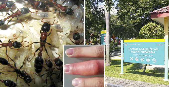 Parks and Bus Stops in Penang are Infested with 'Fire Ants', Locals and Tourists Warned - WORLD OF BUZZ