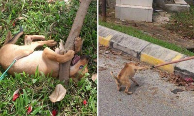 Sg Buloh Puppie - WORLD OF BUZZ