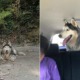 This Netizen Finds Stray Husky, Turns Out Owners Spent 4 Years Looking For It - WORLD OF BUZZ 3
