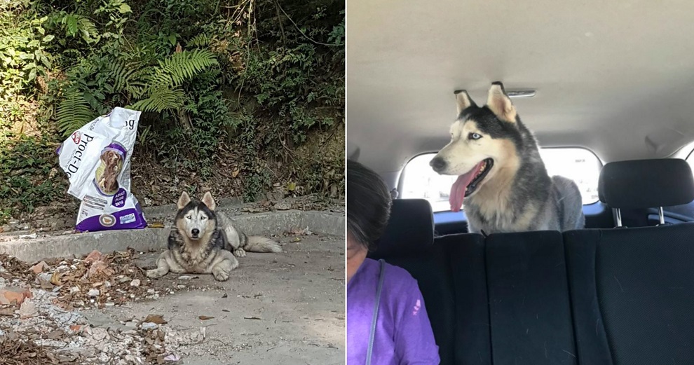 This Netizen Finds Stray Husky, Turns Out Owners Spent 4 Years Looking For It - WORLD OF BUZZ 3