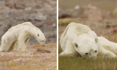 Viral Video Shows Heartbreaking Sight of Emaciated Polar Bear Slowly Dying of Starvation - WORLD OF BUZZ 2