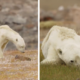Viral Video Shows Heartbreaking Sight of Emaciated Polar Bear Slowly Dying of Starvation - WORLD OF BUZZ 2