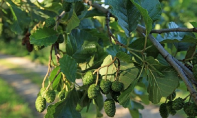 Woman Conned into Giving Up RM850,000 Cash & Valuables for Cure-All Herbal Tree - WORLD OF BUZZ 6