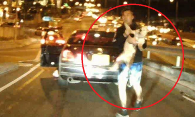 Couple Goes Viral After Running Away With Pet Dog After A Rear-ending A Car - WORLD OF BUZZ 2