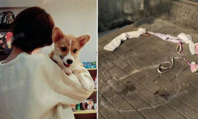 Girl Refuses Woman's Apology Who Allegedly Caused The Death Of Her Corgi - WORLD OF BUZZ 2