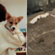 Girl Refuses Woman's Apology Who Allegedly Caused The Death Of Her Corgi - WORLD OF BUZZ 2