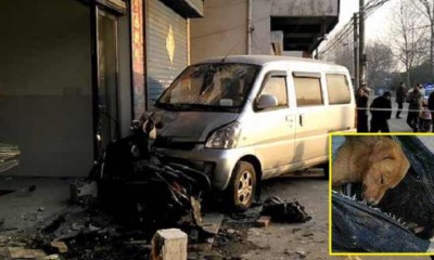 Man Rams Dog-napper Into Wall and Pillar While Seeking Justice For Dead Dog - WORLD OF BUZZ 1