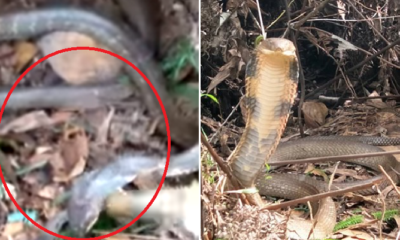 M'sian Warns Other Hikers After Finding Over 10-Foot Long Poisonous King Cobra on Trail - WORLD OF BUZZ 1