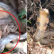 M'sian Warns Other Hikers After Finding Over 10-Foot Long Poisonous King Cobra on Trail - WORLD OF BUZZ 1