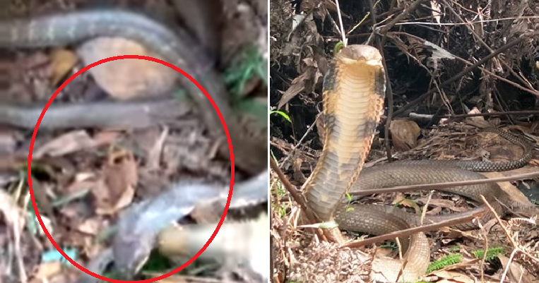 M'sian Warns Other Hikers After Finding Over 10-Foot Long Poisonous King Cobra on Trail - WORLD OF BUZZ 1
