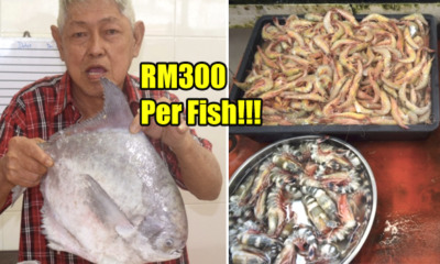 M'sians to Pay for Expensive Seafood During 2018 CNY, Here's the Estimated Price Range - WORLD OF BUZZ