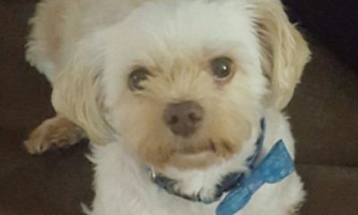 This Dog Was Among The Passengers Affected by Malaysia Airlines' Emergency Landing - WORLD OF BUZZ