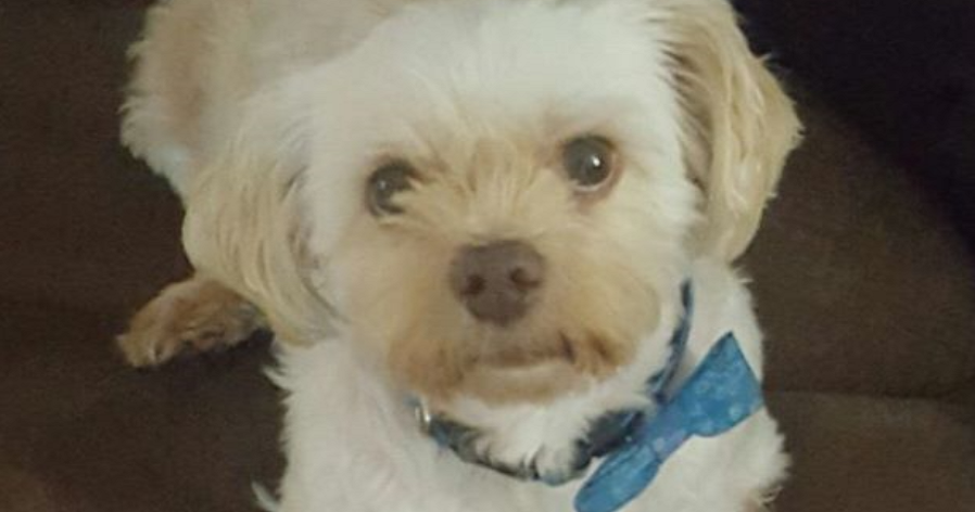 This Dog Was Among The Passengers Affected by Malaysia Airlines' Emergency Landing - WORLD OF BUZZ