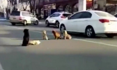 This Four Stray Dogs Guard Fallen Pack Member In Busy Road - WORLD OF BUZZ