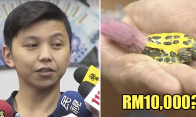 This Housekeeper Earns RM10,000/ Month, and His Job Includes 'Brushing' a Tortoise - WORLD OF BUZZ 1