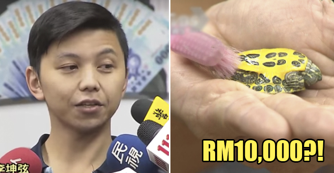 This Housekeeper Earns RM10,000/ Month, and His Job Includes 'Brushing' a Tortoise - WORLD OF BUZZ 1