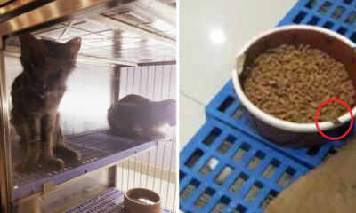 Veterinary Officers Raid Pet Shop After Photos Of Cats Given Cockroach-Infested Food Go Viral - WORLD OF BUZZ