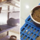 Veterinary Officers Raid Pet Shop After Photos Of Cats Given Cockroach-Infested Food Go Viral - WORLD OF BUZZ