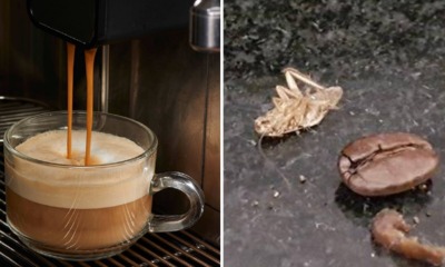 40 Per Cent Of Commercial Coffee Machines Are Reportedly Infested with Cockroaches - WORLD OF BUZZ 3