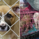 Dogs at These Puppy Mills Are Forced to Live in Tiny Cages and Mate All Day & Night - WORLD OF BUZZ