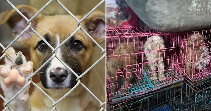 Dogs at These Puppy Mills Are Forced to Live in Tiny Cages and Mate All Day & Night - WORLD OF BUZZ