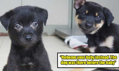 Expecting Mom Receives Insensitive Reply From A Netizen After Requesting Re-home For Territorial Dog - WORLD OF BUZZ 1