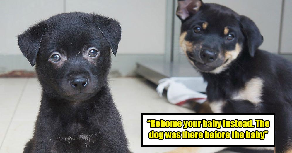 Expecting Mom Receives Insensitive Reply From A Netizen After Requesting Re-home For Territorial Dog - WORLD OF BUZZ 1