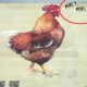 Local Newspaper Features 'Barking' Rooster Advertisement Receives Backlash From Netizens - WORLD OF BUZZ 4