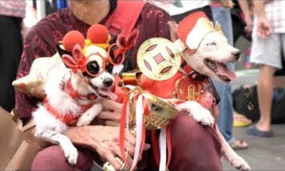 M'sians Should Respect The Use of Animal Symbols During CNY, Jakim Says - WORLD OF BUZZ 3