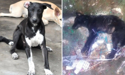Over 30 Dogs Raised by an Old Man Poisoned to Death by Cruel People in Penang - WORLD OF BUZZ 2