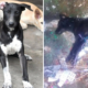 Over 30 Dogs Raised by an Old Man Poisoned to Death by Cruel People in Penang - WORLD OF BUZZ 2