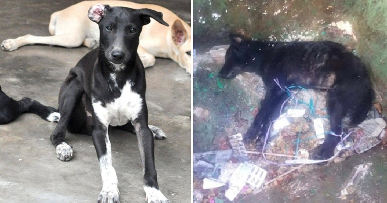 Over 30 Dogs Raised by an Old Man Poisoned to Death by Cruel People in Penang - WORLD OF BUZZ 2