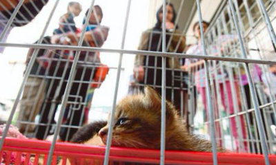 The Selangor Government Can Cover The Costs Of Neutering Your Pet, Here's How - WORLD OF BUZZ 2