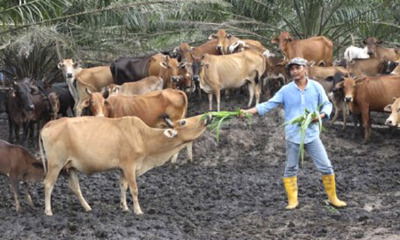 This M'sian Quits School After Standard 6, Now He's a Millionaire Farming Cows - WORLD OF BUZZ