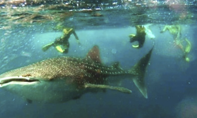 Tourists in Sabah Swim and Take Pictures with Whale Shark in a Rare Scene - WORLD OF BUZZ