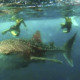 Tourists in Sabah Swim and Take Pictures with Whale Shark in a Rare Scene - WORLD OF BUZZ